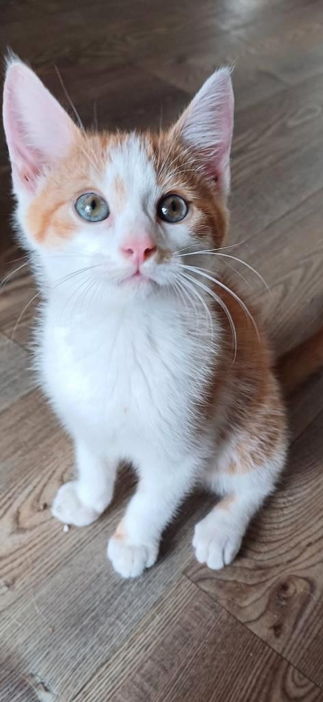 Lieve speelse kittens, Dieren en Toebehoren, Katten en Kittens | Overige Katten, Kortharig, Meerdere dieren, 0 tot 2 jaar