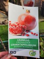 Granaatappelboom 'Tendral Valencia', Volle zon, Vaste plant, Ophalen of Verzenden, Zomer