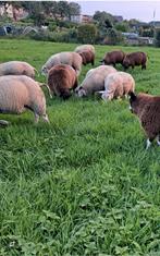 Super mooie ooien, Dieren en Toebehoren, Schapen, Geiten en Varkens, Vrouwelijk, Schaap