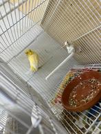 Mooie vogeltjes, Meerdere dieren