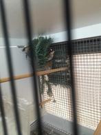 Te koop een Koppel bloemputter, Dieren en Toebehoren, Vogels | Overige Vogels, Meerdere dieren, Tropenvogel