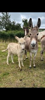 Ezel merrie 5 jaar met bont merrie veulen, Juni, Meerdere dieren
