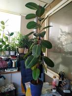 Te koop Ficus Robusta, Huis en Inrichting, Kamerplanten, Ophalen, Ficus, 100 tot 150 cm, Halfschaduw