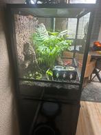 Terrarium met kast en achterwand, Dieren en Toebehoren, Ophalen, Zo goed als nieuw, Terrarium of Paludarium