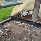 hollandse hoen geloverd groot broed 24, Dieren en Toebehoren, Pluimvee, Vrouwelijk, Kip
