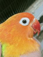 Prachtige brr agapornis fisheri opaline groen split lutino, Dieren en Toebehoren, Vogels | Parkieten en Papegaaien, Meerdere dieren