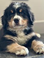 Berner Sennen pups met stamboom, nog 1 reutje beschikbaar, Dieren en Toebehoren, Honden | Retrievers, Spaniëls en Waterhonden