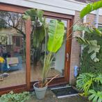 Grote, gezonde kamerplant (strelitzia), Ophalen, Overige soorten, Halfschaduw, In pot