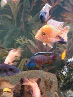 Fire fish man red, Vis, Zoetwatervis