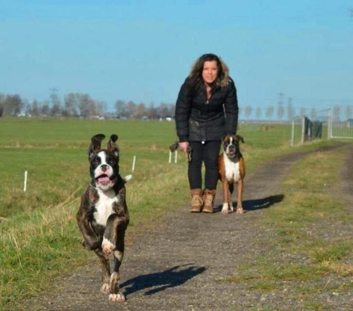 Hondenpension De Melmer, Diensten en Vakmensen, Dieren | Honden | Verzorging, Oppas en Les, Pension of Dagopvang, Uitlaatservice