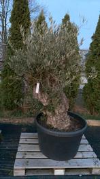 Olijfboom, Tuin en Terras, Planten | Bomen, 100 tot 250 cm, Olijfboom, Zomer, Ophalen