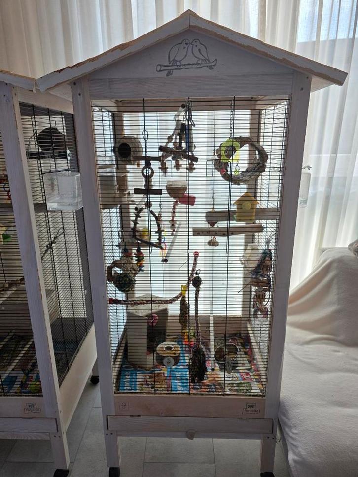 2 agapornissen (dwergpapegaaien) met voliere, Dieren en Toebehoren, Vogels | Parkieten en Papegaaien, Dwergpapegaai of Agapornis