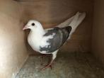 Postduiven  -  Schildpostduiven   -  Piepers, Dieren en Toebehoren, Vogels | Duiven, Meerdere dieren, Postduif