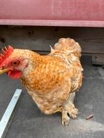 2 cochin hanen, Dieren en Toebehoren, Pluimvee