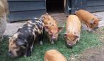 kune kune biggen, Dieren en Toebehoren, Schapen, Geiten en Varkens, Mannelijk, Varken, 0 tot 2 jaar