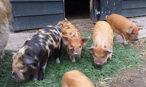 kune kune biggen, Dieren en Toebehoren, Schapen, Geiten en Varkens, Varken, Mannelijk, 0 tot 2 jaar