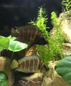 Gevraagd: volwassen vrouw Altolamprologus compressiceps, Vis