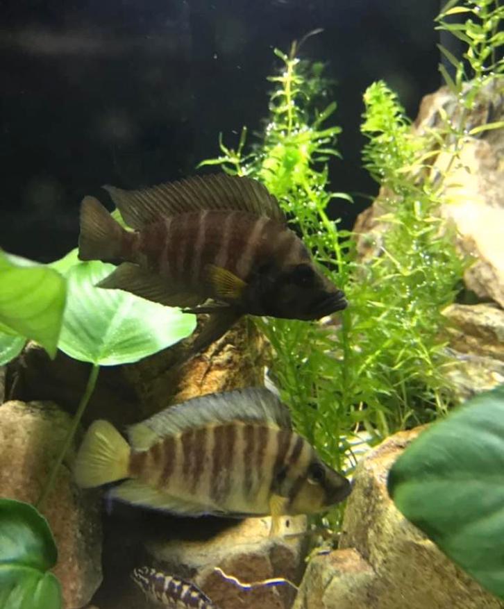 Gevraagd: volwassen vrouw Altolamprologus compressiceps, Dieren en Toebehoren, Vissen | Aquariumvissen, Vis
