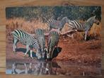 Dieren - Zebra, Ophalen of Verzenden, Ongelopen, Wild dier
