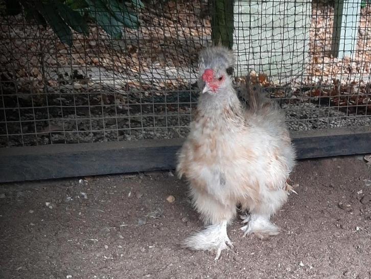 Wie wil onze zijdehoender Binkie een goed leven bieden?, Dieren en Toebehoren, Pluimvee, Kip, Mannelijk