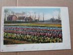 Ansichtkaart Hyacinthenvelden uitgave Dr Trenkler 1905, Ophalen of Verzenden, Voor 1920, Gelopen