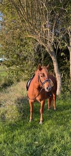 Superleuke kinderpony, Dieren en Toebehoren, Zadelmak, 3 tot 6 jaar, C pony (1.27m tot 1.37m), Recreatiepony