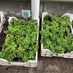 Waldsteinia geoides vaste plant groenblijvend, Tuin en Terras, Planten | Tuinplanten, Ophalen, Zomer, Overige soorten, Halfschaduw