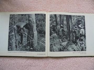 Gordel van Smaragd, land en volk van Indonesië - 180 foto's  beschikbaar voor biedingen