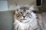 Maine Coon logeer / oppas adres gezocht feb/mrt 2026, Dieren en Toebehoren, Kater, Gechipt, 6 jaar of ouder