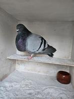 Canaria duivin, Dieren en Toebehoren, Vogels | Duiven, Vrouwelijk, Kropper