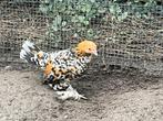 Kuikens en kippen, Dieren en Toebehoren, Meerdere dieren, Kip