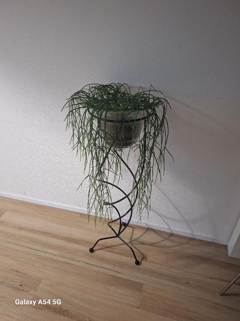 Te koop: Vintage plantenstandaard – Sfeervol & opvallend, Tuin en Terras, Planten | Tuinplanten, Ophalen, Overige soorten, Volle zon