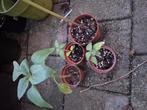 Gratis Zonnebloem plantjes., Tuin en Terras, Ophalen, Volle zon, Groenteplanten, Eenjarig