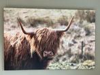 Foto canvas schotse hooglander - unieke foto, Oorspronkelijke maker, Ophalen of Verzenden, Zo goed als nieuw, Schilderij