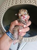 Nestje met Siberische kittens!, Dieren en Toebehoren, Katten en Kittens | Raskatten | Langhaar, Meerdere dieren, Gechipt, 0 tot 2 jaar