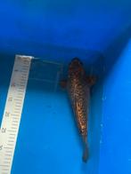 Te koop koikarper, Karper of Koi