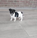 Mooie kleinblijvende Jack Russel / Russell pups te koop, Dieren en Toebehoren, Honden | Jack Russells en Terriërs, Nederland, Jack Russell Terriër