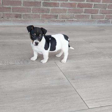 Mooie kleinblijvende Jack Russel / Russell pups te koop beschikbaar voor biedingen