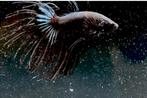 Betta Crowntail Black Orchid, Dieren en Toebehoren, Vis