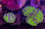 Two tone euphyllia, Vis, Zoutwatervis