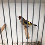 Kleine putter pop, Vrouwelijk, Wildzangvogel, Geringd