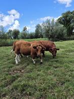 2 makke Brandrode pinken, Dieren en Toebehoren, Runderen, Vrouwelijk, 0 tot 2 jaar