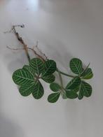 Madagascar jewel stekjes, Groene kamerplant, Ophalen of Verzenden, Halfschaduw, Minder dan 100 cm