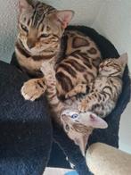 Nog 1 Bengaal poesje 9 wkn over, zoekt een gouden mandje!, Dieren en Toebehoren, Katten en Kittens | Raskatten | Korthaar, Poes