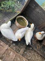 Broedeieren van mooie kwaker eenden, Dieren en Toebehoren, Pluimvee, Geslacht onbekend, Eend