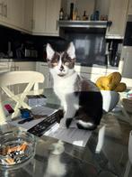 Ik ben lieselotte en zoek nog een nieuw huisje, Poes, Kortharig, 0 tot 2 jaar