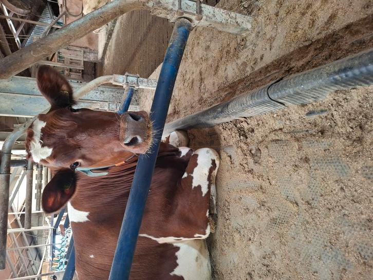 Knieboom, Dieren en Toebehoren, Stalling en Weidegang, Stalling