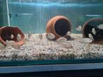 Jack Dempsey Cichliden, Rocio Octofasciata, Vis, Zoetwatervis
