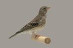 Witstuit edelzanger - serinus leucopygius, Meerdere dieren, Tropenvogel, Geringd