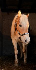 De braafste 6 jarie Haflinger merrie ~ Familiepony, Merrie, Minder dan 160 cm, B, 3 tot 6 jaar